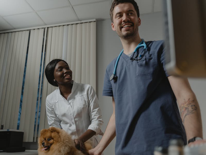 Veteriner Kliniği Web Sitesi: Evcil Hayvan Sahiplerinin İlk Tercihi Olun